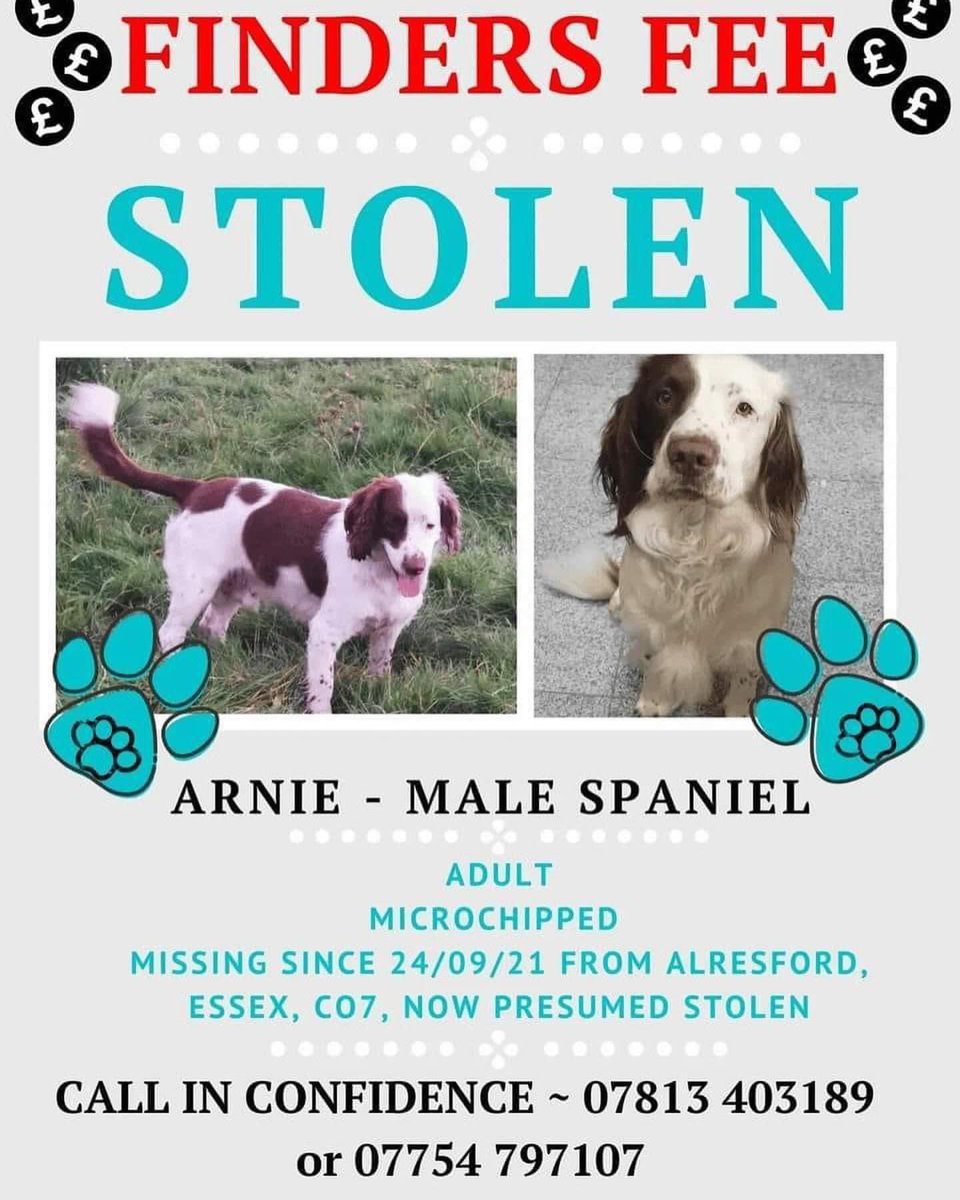 #StolenDogHour ARNIE #Stolen FINDERS FEE OFFERED TO ANYONE ABLE TO GET HIM HOME SAFE MALE #Spaniel CHIPPED Very much missed by his family who are still searching 24/9/21 #ESSEX 😪 doglost.co.uk/dog-blog.php?d… @vee_essex @JacquiSaid @RachaelB100 @LisaLisaw1 @ruthwill64 @bs2510