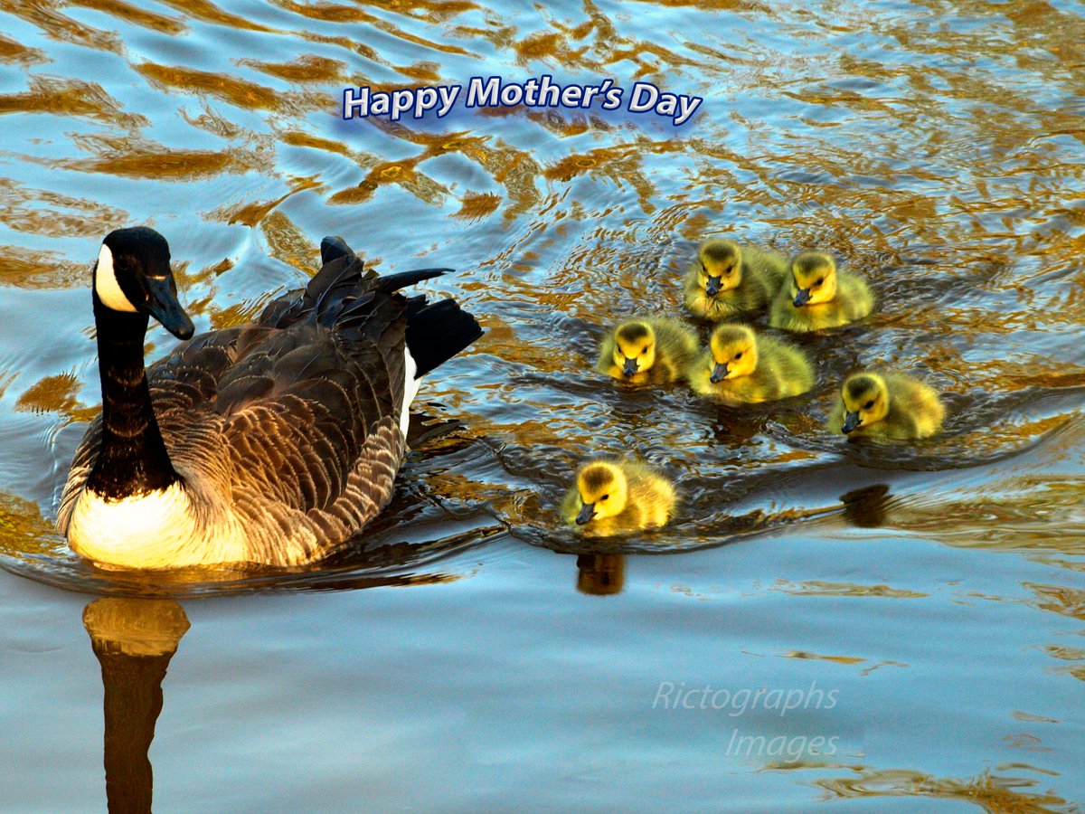 Happy Mother's Day To All The Mothers Out There rictographsimages.com #Nature #Photography #XNature #Trending