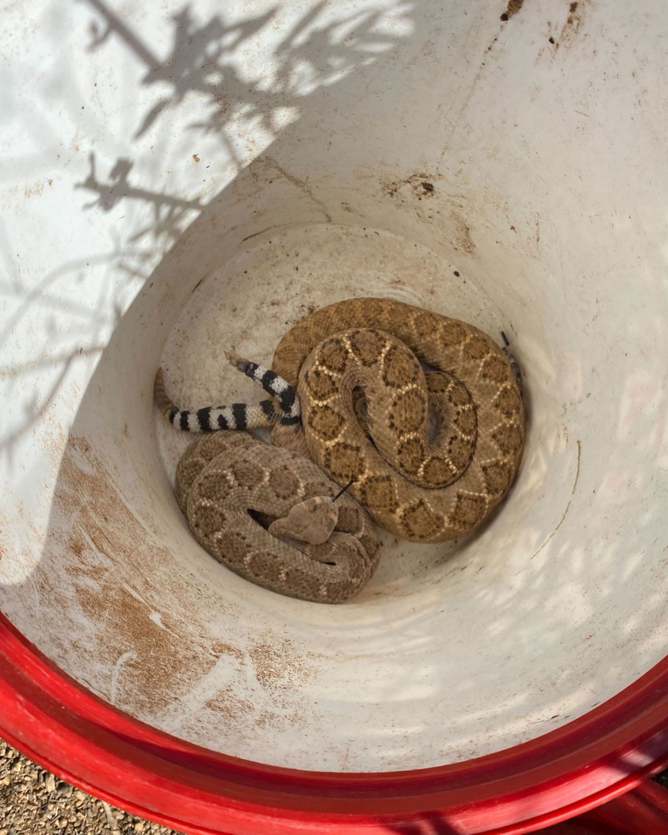 A pair of Western Diamondback Rattlesnake were found mating in a yard and both were captured at once without breaking them up. It's a good example, too, of the color variation that can occur between individuals within the same population.