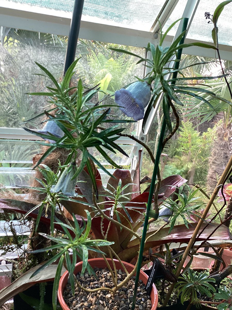 Nesocodon mauritianus grown from seed about four years ago.With its red nectar that attracts gecko’s that pollinate the plant by feeding on the Sweet nectar.