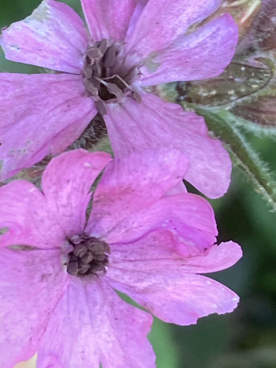 #PinkFamily #WildFlowerHour Red Campion. Silence dioica (2 of 2). Look out for Campion Anther Smut fungus, Microbotryum lychnidis-dioicae on male flowers.