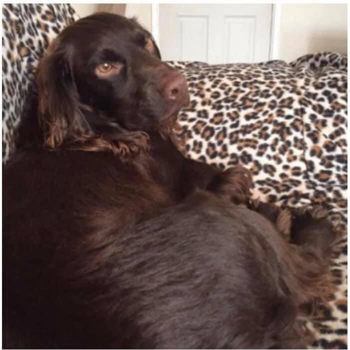 #Stolendoghour RUSH STOLEN FROM HIS HOME 22/9/19 he was his dads world 🌍 he went everywhere with him SO VERY MUCH LOVED AND MISSED life’s not been the same without him #Colerne #Wiltshire Male #Cocker brown CHIPPED doglost.co.uk/dog-blog.php?d… @Eloquencealways @RachaelB100