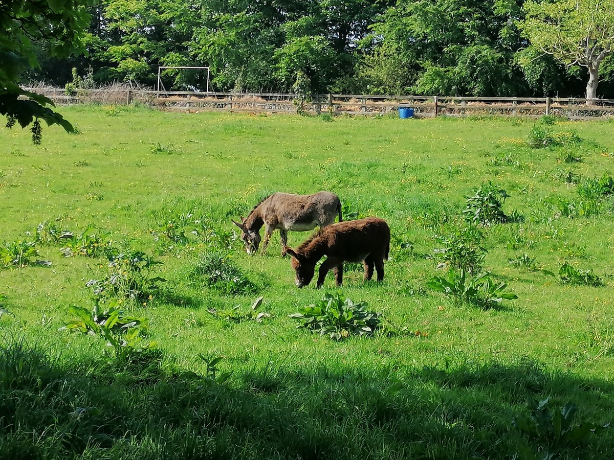 Stunning weather over the weekend & it was so lovely & peaceful by the River Suir. 💚 #weekend #sunnyday #riverside #trees #walking #carrickonsuir #riversuir #donkeys