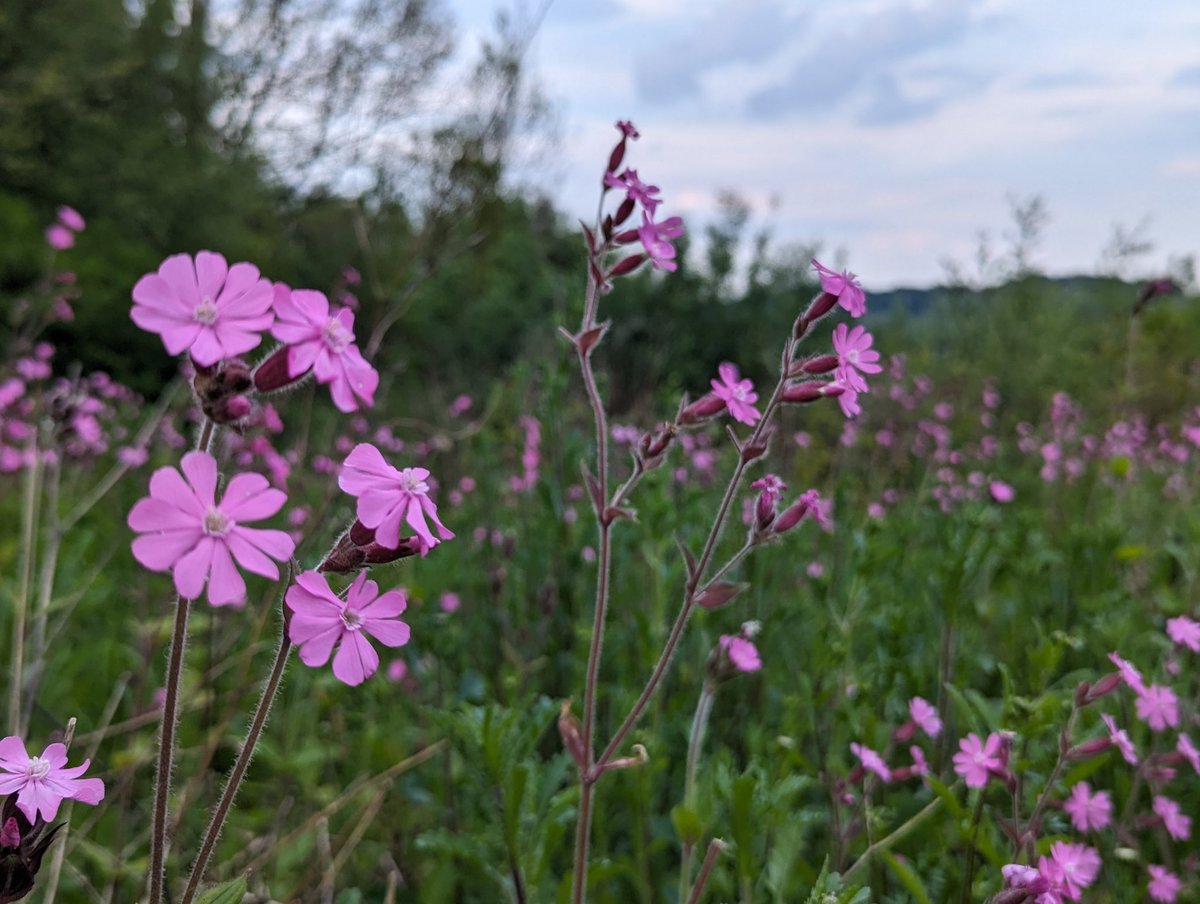 #wildflowerhour lots of Red Campion putting on a glorious display 🌸