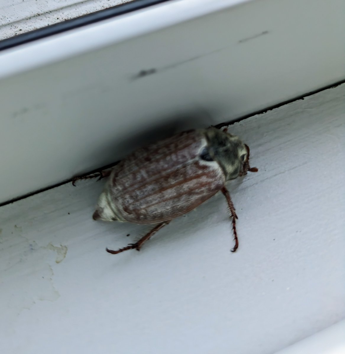 fionaricha48902's tweet photo. Just removed this rather large bug from the house 🪲 good 2 or 3cm... #maybug I think the storm blew it in ⛈️⚡ https://t.co/8wN13MR05F