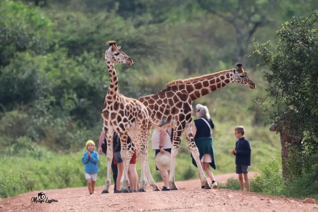 Hello Uganda 🇺🇬
Did you know!🤔

Guided nature walk in Lake Mburo National Park is one of the activities that give you close encounters with Wildlife. 

So don't forget to try it out while on your Safari🙃

#VisitUganda  
#naturewalk
#POATE2024 #RESPONSIBLETRAVEL