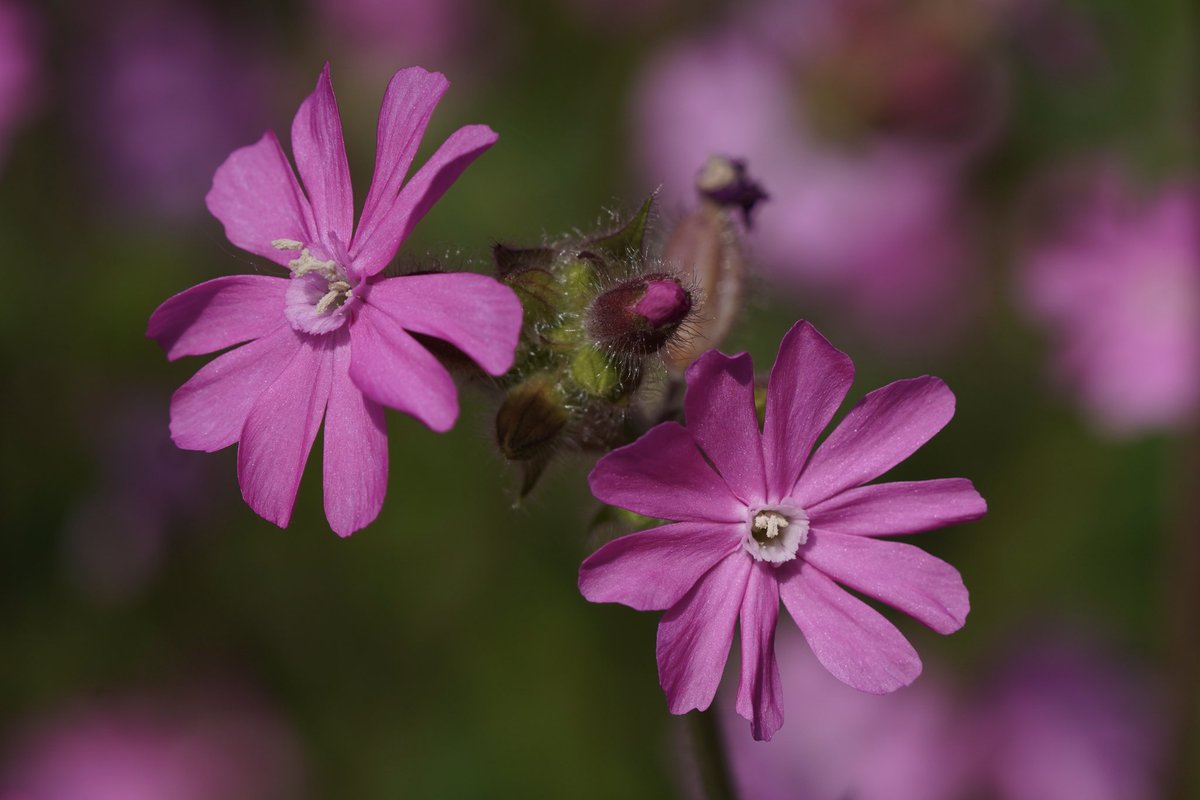 Red Campion (Silene dioica). Family Caryophyllaceae. Try getting that past autocorrect when you’re rushing to post in time for #wildflowerhour 🤦‍♀️ #PinkFamily @wildflower_hour