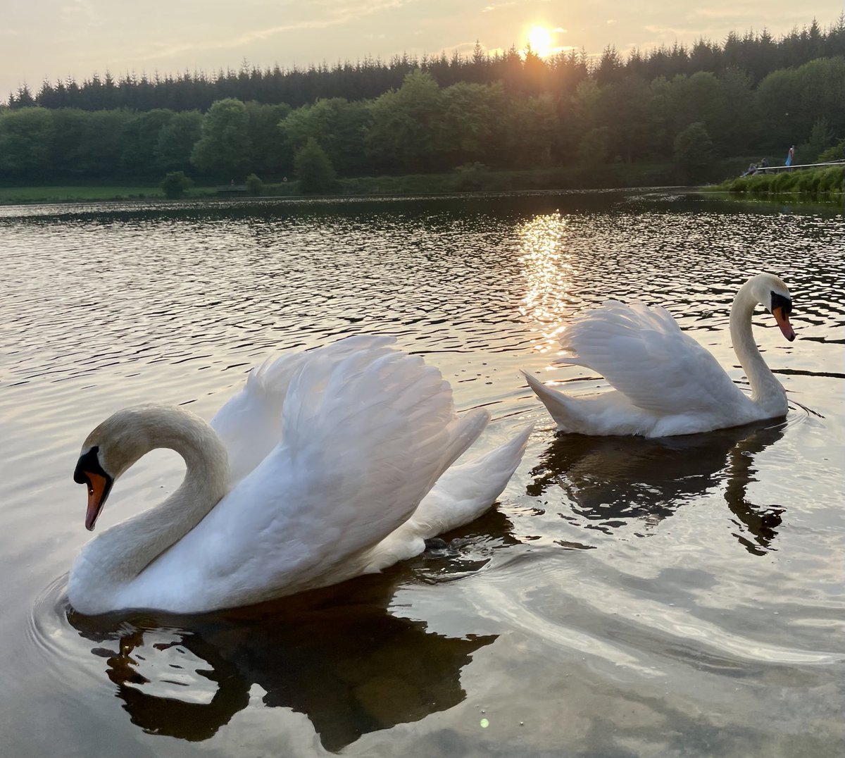 Sunset on swan lake tonight, Carrickfergus..