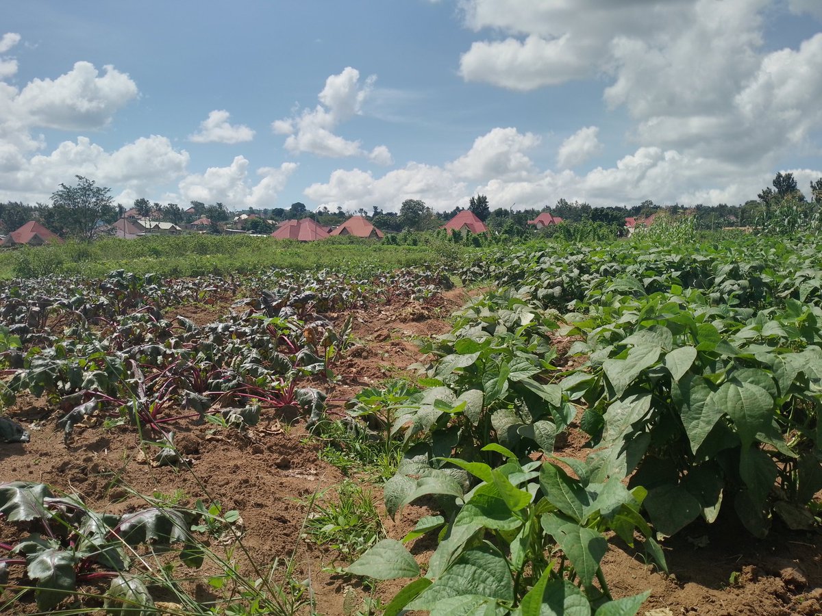 The only way to succeed is to visit your farm or agriculture activities regularly , very amazing beetroots in our farm. Next we will be seeing the why beetroots are essential for our body to function well. @EllyKajeje @Elysee0fficial @EricRukebesha @SangwaSifa @pigs_farm