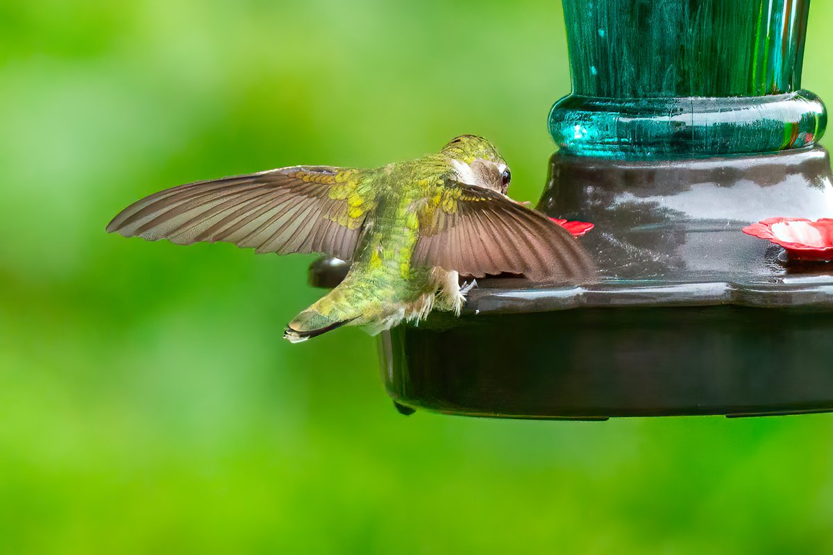 A few more Ruby-throated Hummingbirds on my Lugii Garden feeder. #rubythroatedhummingbird #TwitterNatureCommunity lujiigarden.com