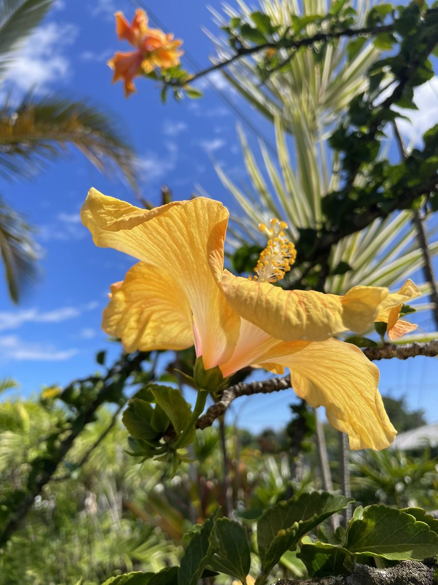 #FlowerReport weathered island hibiscus basks in the sun between rain storms sending Aloha a me Hau’oli Lā Makuahine to all the moms around the world #Hilo #Hawaii #HappyMothersDay #ShareLove #GiveFlowers