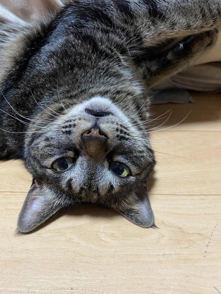 kai_active's tweet photo. #誕生日 #HapBirthday
こうして
・
・
・
27歳🎉
生まれてくれて
ありがとう💕
#猫好き #猫好きさんと繋がりたい
#CatsAreFamily #CatsOfX #drums https://t.co/KOSj1TyC1u