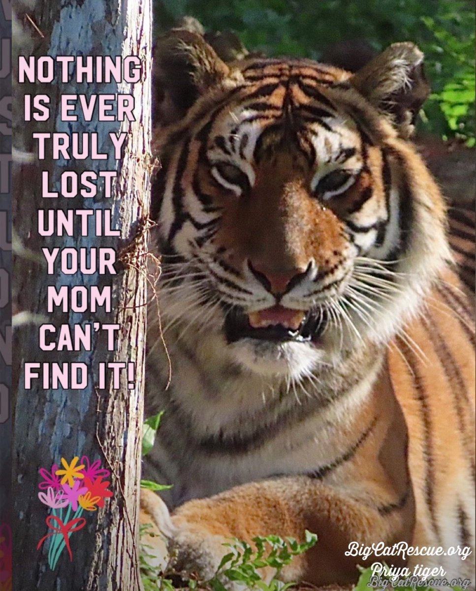 🌸HAPPY MOTHER’S DAY!🌸 “Nothing is ever truly lost u til your mom can’t find it!” #PriyaTiger #BigCatRescue #BigCats #Tiger #Mom #MothersDay #Quote #Quotes #Truth #Cute #Fun #CaroleBaskin