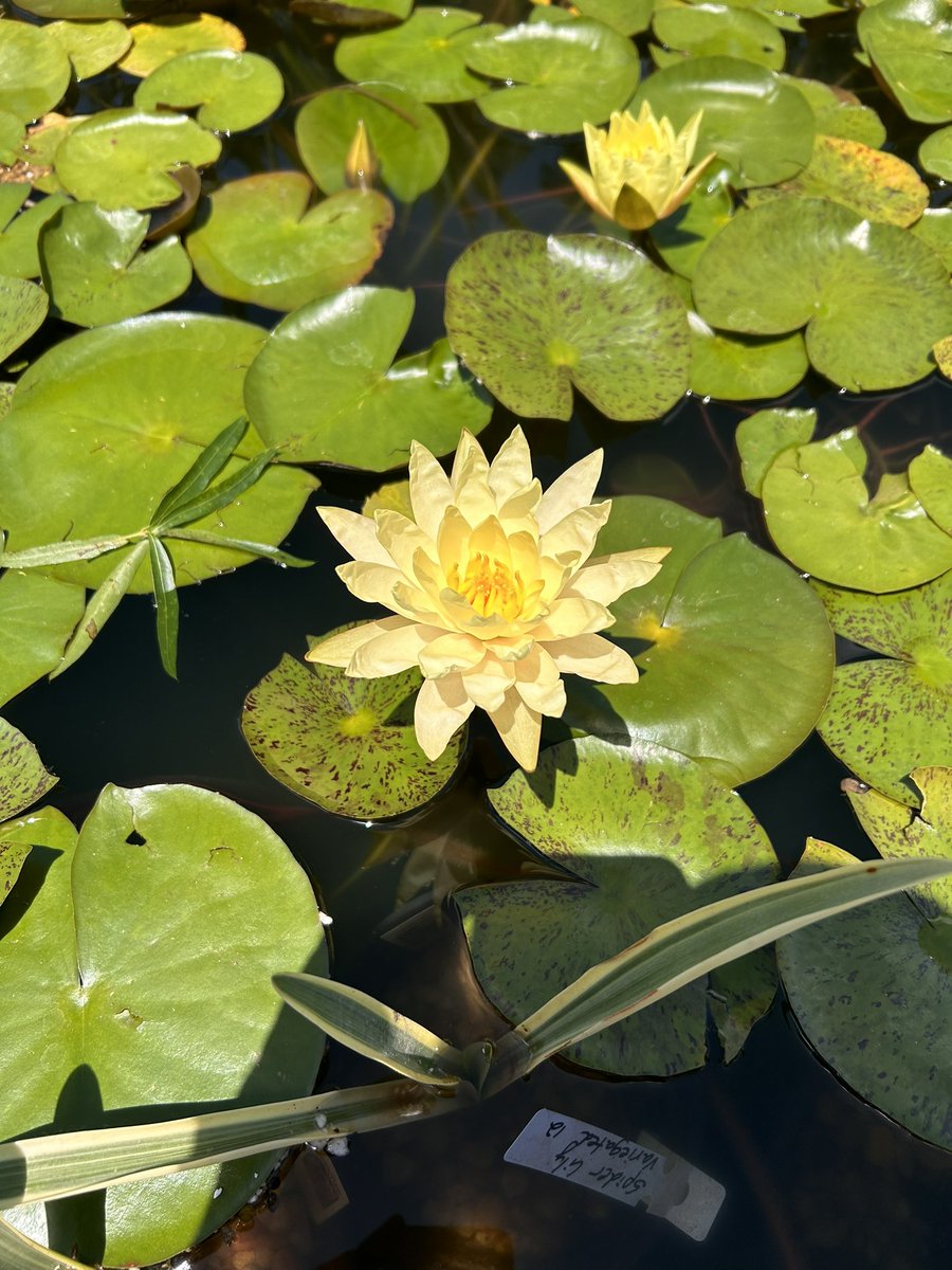 #FlowerReport Lotus bloom