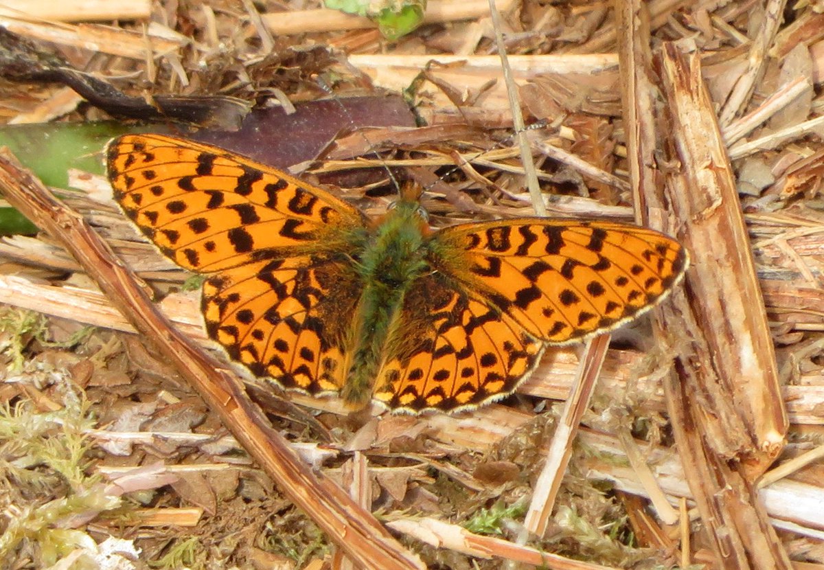 A great day at  @BCSussex reserve Park Corner heath and Rowland Wood today with the practical conservation volunteers looking at the results of our work over the winter - Great to be rewarded with fab views of Pearl Bordered Fritillaries and 9 other species!