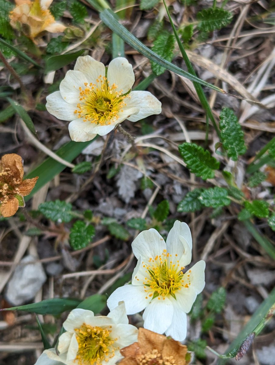 Mountain avens (Dryas octopetala) on a forestry trackway in East Clare.. an unexpected find given the surrounding acid geology. Probably brought from the Burren in limestone gravel used to lay the roads