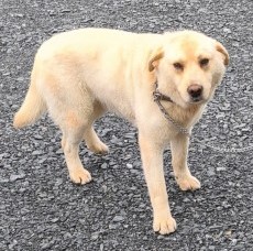 #LOST #DOG REGGIE Adult #Male #Labrador Cross White Cream #Neutered #Missing from home #Newtownhamilton #BT35 #NorthernIreland Sunday 5th May 2024 #DogLostUK #Lostdog #ScanMe doglost.co.uk/dog/192148