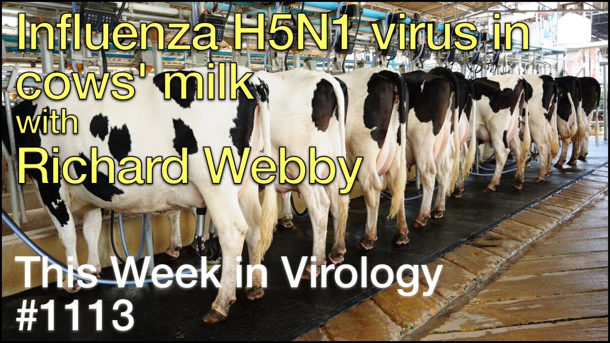 Influenza virus H5N1 in cows’ milk with Richard Webby 🐄 Richard Webby joins TWiV to review the history of avian H5N1 influenza virus, recent change in epidemiological patterns, infection of dairy cattle in the US & risk of an outbreak in human. 📺 bit.ly/3yeMy57