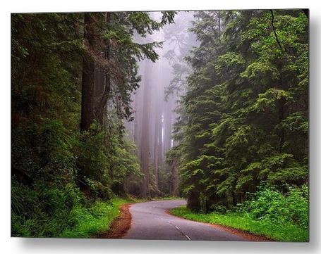 Sandi OReilly @sandioreilly Drive Through The Mountain Forest. HERE: sandi-oreilly.pixels.com/featured/drive… #drive #winding #road #mountains #forest #trees to #hiking #path #fog #mystical #scene #light #BuyIntoArt #SOLArtwork See More #art,#prints & #products HERE: sandi-oreilly.pixels.com
