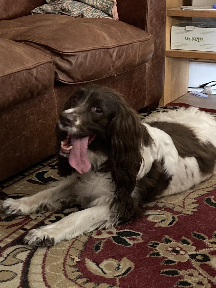 I was pretty hot outside so my tongue fell out 😃🐶❤️😂😂  #dogsoftwitter #DogsOnTwitter #spaniels #SpanielHour