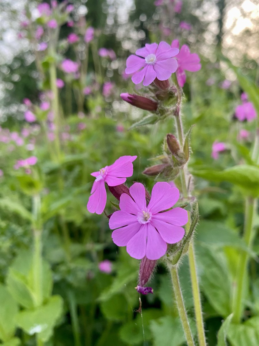 Red campion my entry for #pinkfamily ⁦@wildflower_hour⁩ ⁦@BSBIbotany⁩ from ⁦@YorksWildlife⁩ Staveley Nature Reserve. Bugle and Cowslips looking beautiful in the late evening light with ⁦@BSBIscience⁩