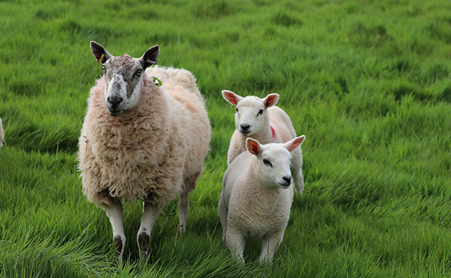 🐑🇫🇷 FLASH - Pour atteindre le nombre de 98 élèves dans leur école de Moselle et éviter la fermeture d'une classe, des parents d'élèves ont inscrit 4 moutons dans l'établissement. Les animaux ont même pu passer une journée dans la cour de l'école. (Le Figaro)