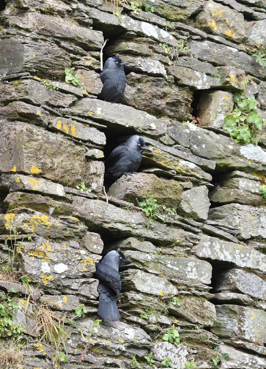 Jackdaw tenements.