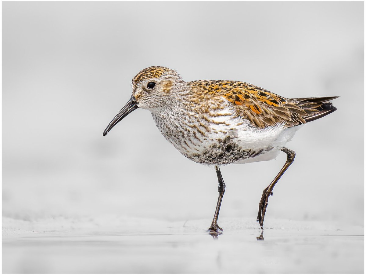 Dunlin. North Uist, Outer Hebrides. #wildlifephotography #ukwildlifeimages #olympusphotography #omsystem @OlympusUK @ElyPhotographic #bird #birdphotography #northuist #outerhebrides