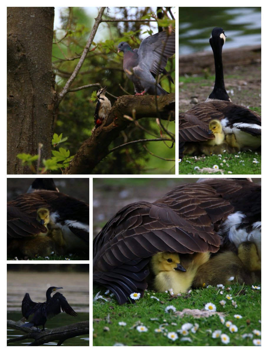 @MHHSBD @LawnMasterNotts Word of the day...WILDLIFE My lad has just sent me some photos taken at @NTClumberPark today & has given me permission to show some of the beautiful birds/geese that he saw there. He saw the usual squirrels & ducks but also saw an Egyptian goose #MHHSBD