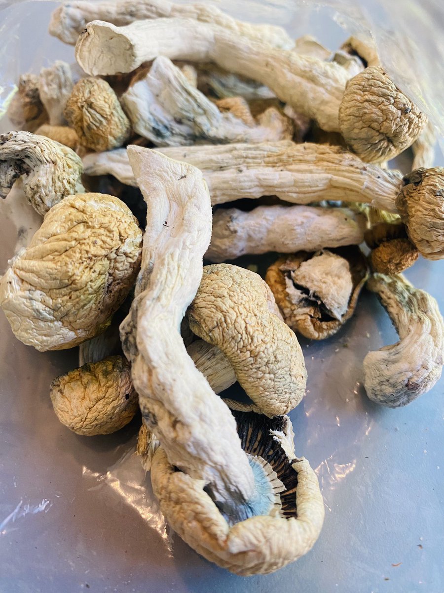 🍄‍🟫🍄🍄‍🟫🍄 8ths available now‼️👀

👉🏽👉🏽 t.me/doorstepaction

FREE 8th to 1 who #Rt & tags 3 #stoners 

48 hrs ⏳ 21+ 🇺🇸 #DoorStepAction 📦 
#cannabisculture #mushrooms #weed
#420friendly #GiveawayAlert #Giveaway