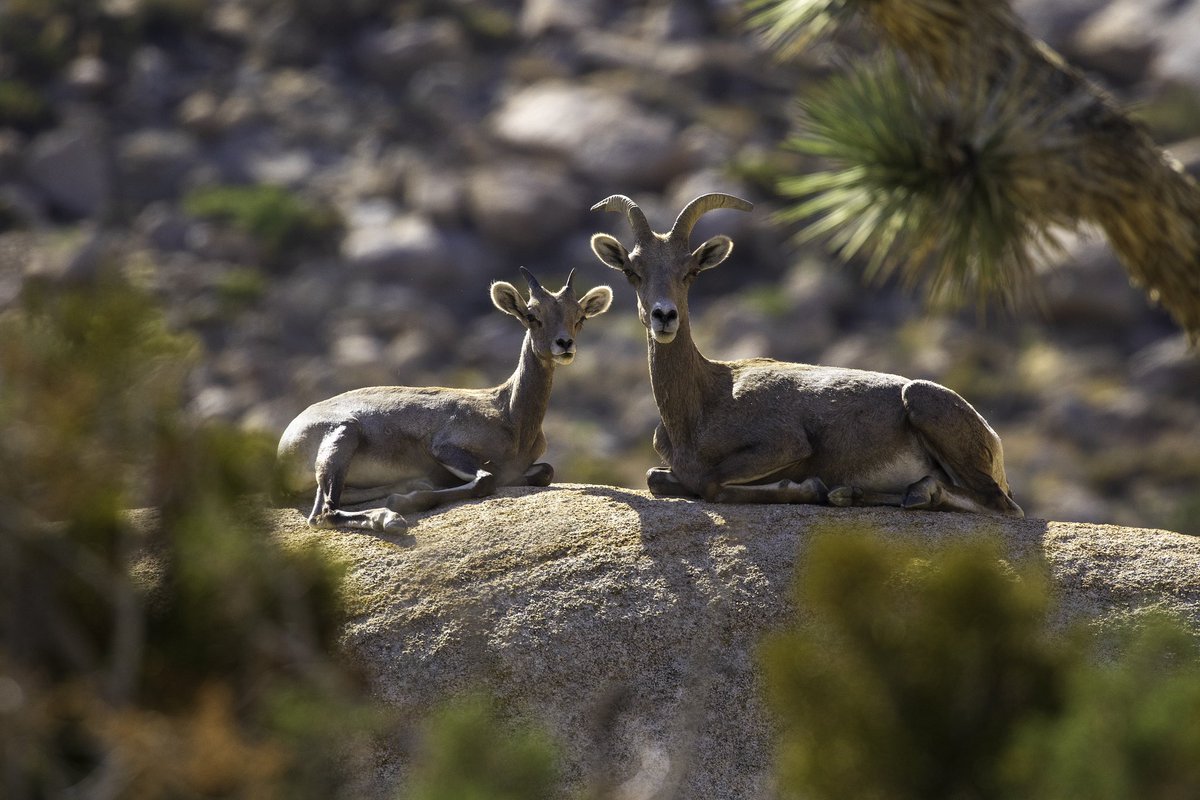 JoshuaTreeNPS's tweet image. Wishing you a Happy #MothersDay from the heart of the desert, where this majestic bighorn sheep and her little one extend warm greetings to you and your loved ones!