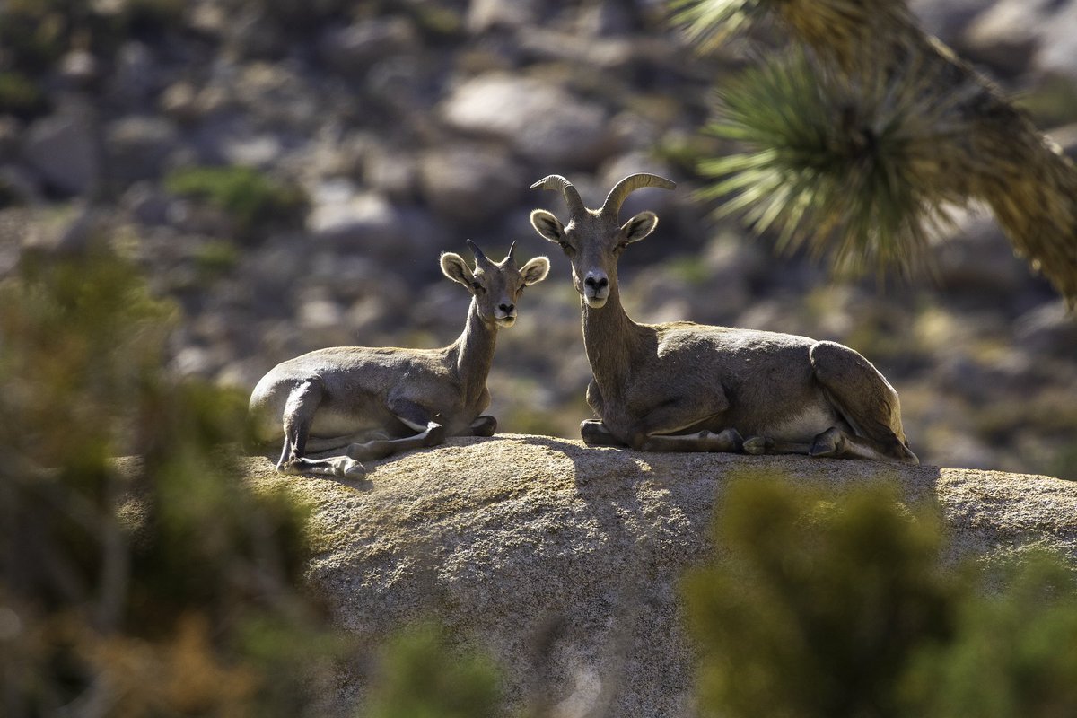 Wishing you a Happy #MothersDay from the heart of the desert, where this majestic bighorn sheep and her little one extend warm greetings to you and your loved ones!