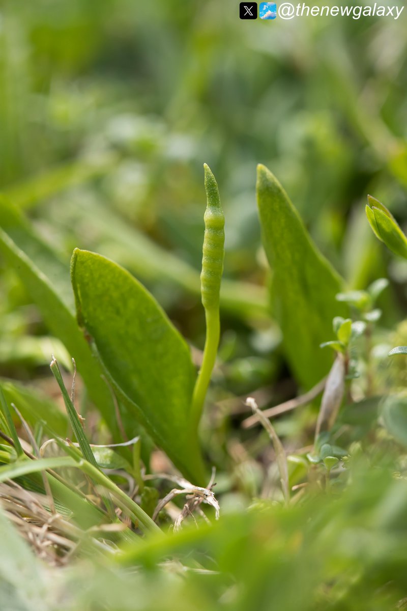 12/5/24 Cumbria - I snuck off to look for Moonwort #Ferns (Botrychium lunaria) and found only the one that I saw last week. However, I did find a large patch of Lesser Adder's Tongue (Ophioglossum azoricum), a rather rare plant. And one I didn't know grew here... #wildflowerhour