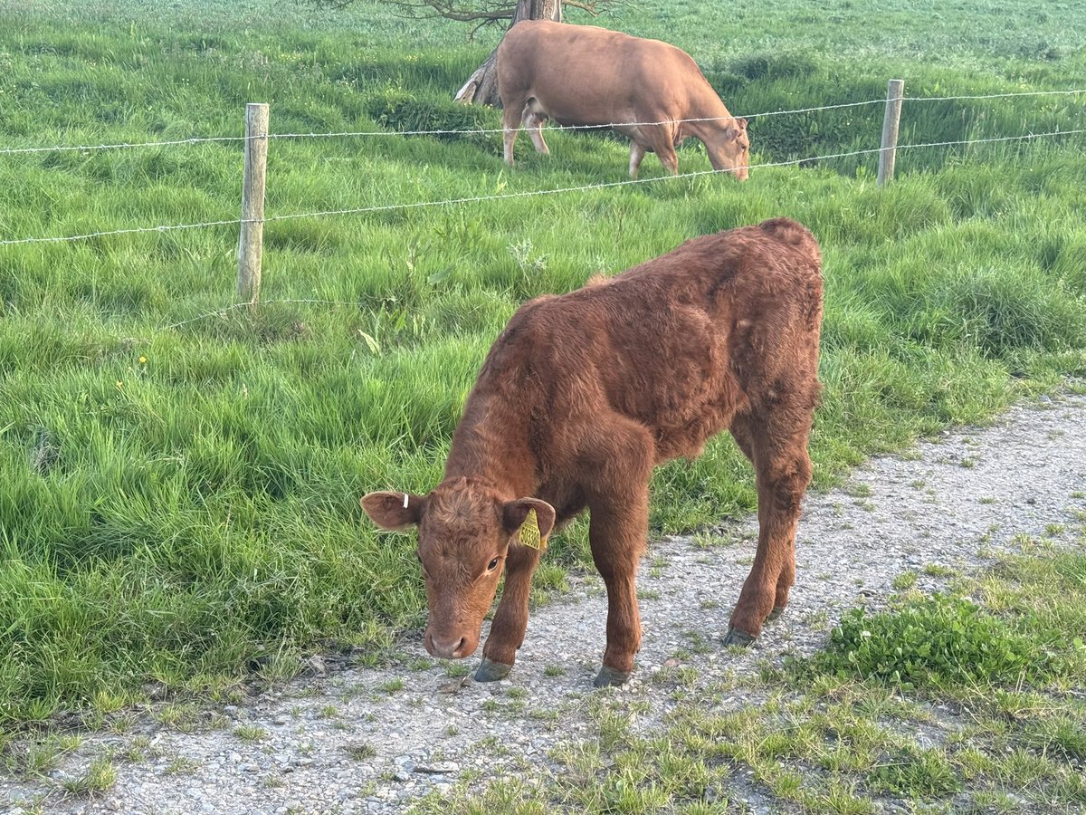 Cattle are loving being outside at last! Lucky we missed the thunderstorms so far …. #Weather