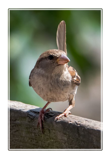 There is a colony of these #sparrow #birds in @ReddishValeCountryPark which are used to #visitors so are not easily #scared off. #naturephotography #naturephotographer #birdwatching #birdphotography #ThePhotoHour. For more #images like this visit darrensmith.org.uk