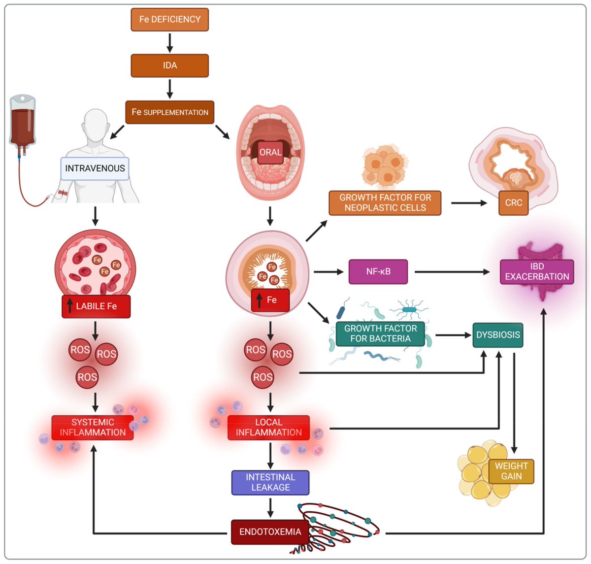 Zenfrog4's tweet image. How too much Iron leads to systemic inflammation
- In the blood, only protein-bound iron is safe.
- Excessive transferrin and ferritin binding capacity raises serum iron
(increasing the labile Fe pool and triggering ROS)
Increased ROS = ⬆️pro-inflammatory cytokines IFN-γ,…