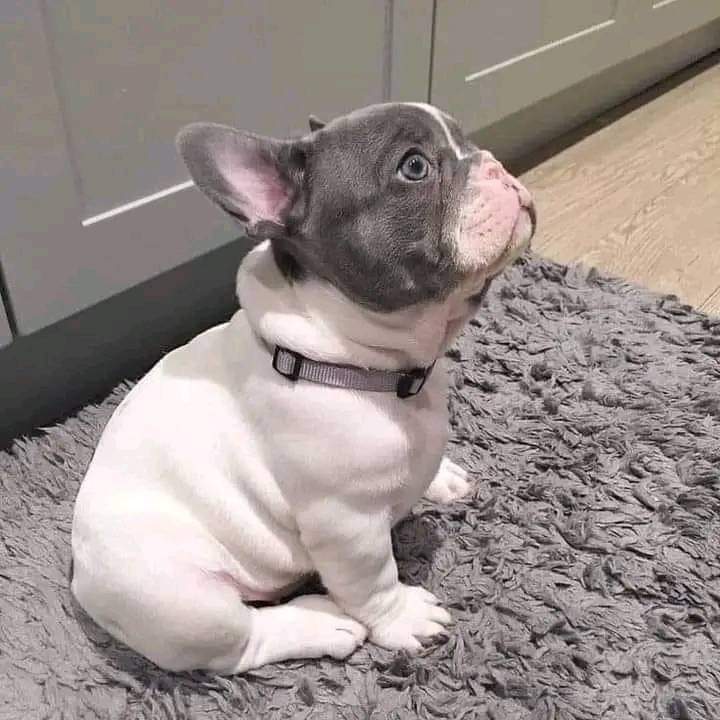🌟 Stay determined and focused on your goals, little frenchie! With persistence and dedication, you can turn your dreams into reality! #DeterminedFrenchie #GoalGetter