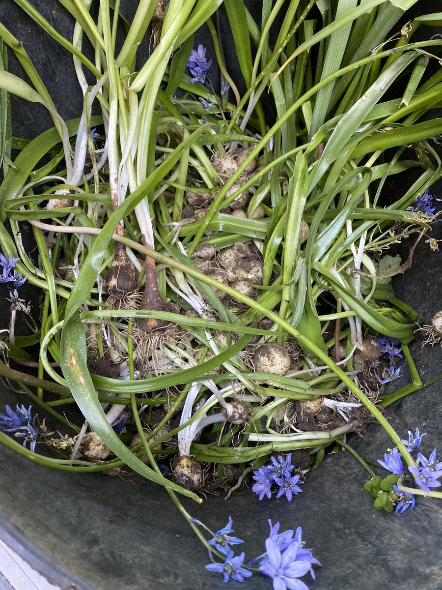 A tub full of bluebell bulbs. How do I know if they are Spanish. I presume they are?