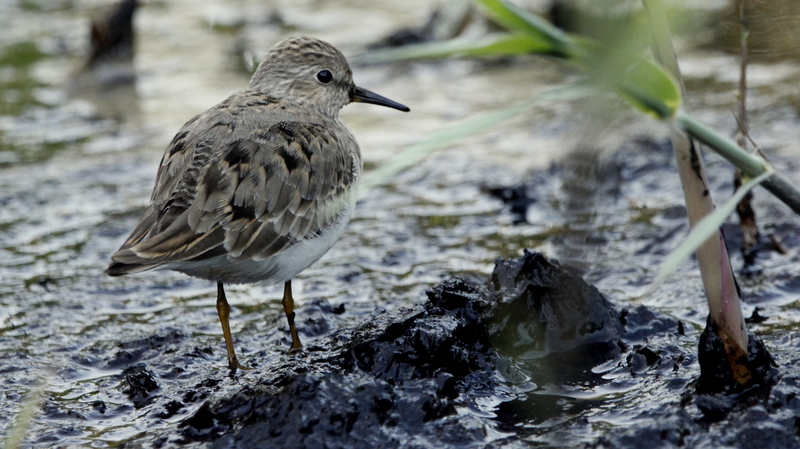 Temmink's Stint at Lower Moors, Scilly