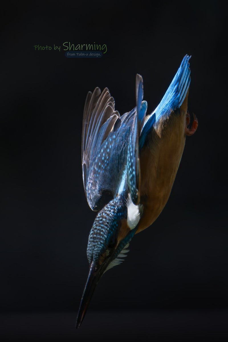 『仄暗き闇に舞い降りる翡翠』 #カワセミ #kingfisher #α1 #SEL100400GM #SEL20TC #仄暗きシリーズ