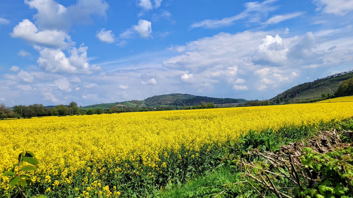 I am still on dad duties at the present time.He is due his first Cataract op tomorrow.I have managed to get out for a drive on a couple of occasions.Here the Oilseed rape fields around us at the moment.Plenty of it.Clee hill as earlier.Possibly St Davids later.