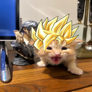 Smolana_SOL's tweet photo. @NFTHawks Good morning from your favorite kitten. #SMOLANA https://t.co/SwOkN8mRzT