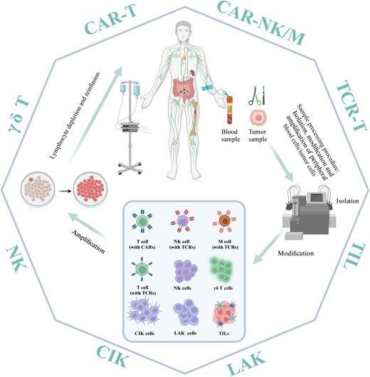 In this #JLB article by Li et al show how adoptive cell immunotherapy innovates breast cancer treatment using patient's immune cells for targeted efficacy. buff.ly/3JOprAY