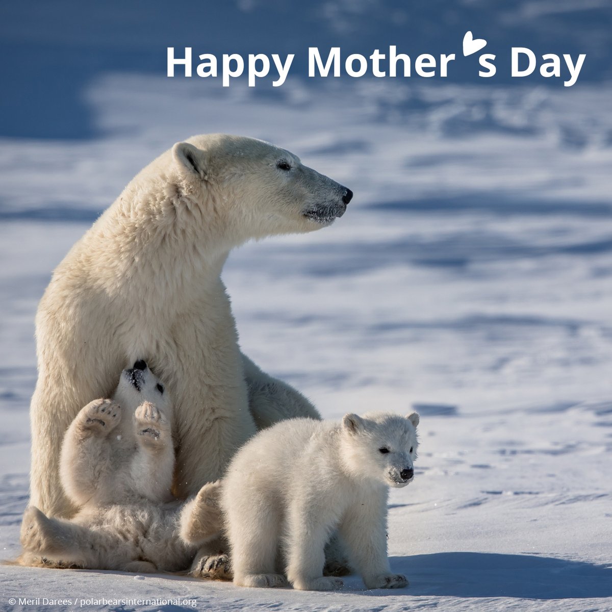 Wishing the mothers and mother-figures of the world, polar bears and humans alike, the very best today! 💙