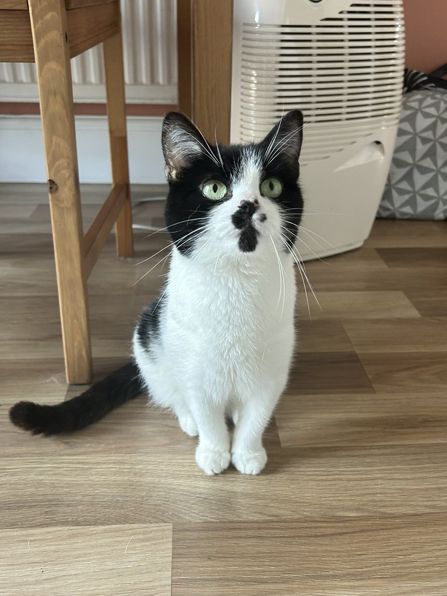 My Three Cats 😺🐈🐾 tweet media