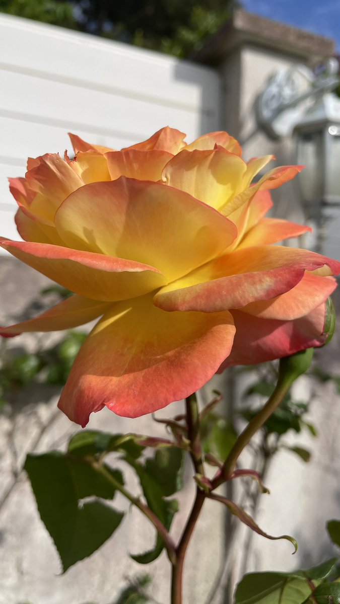 Je suis en kiff total de la rose chez mes parents 🥀🧡 #AURORA #rose #fleurs #romantique #trend #tendance #roseorange #mai #incroyable #plants #flowerphotography #FlowerOfX #laflamme
