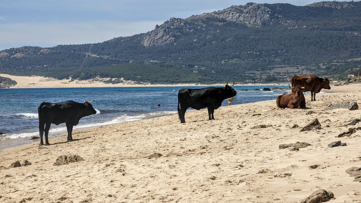 The infamous beach cows of Bolonia beach