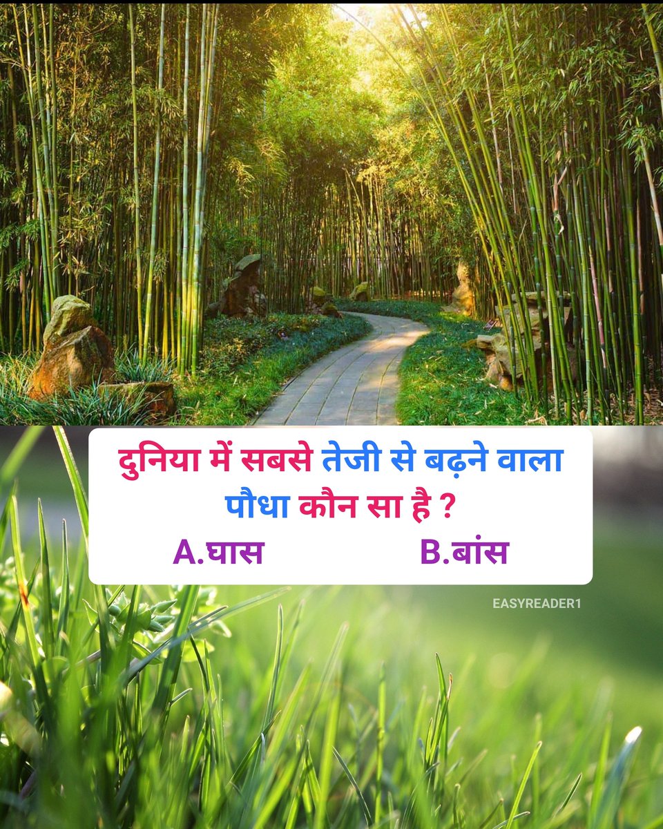 easyreader01's tweet image. दुनिया में सबसे तेजी से बढ़ने वाला पौधा कौन सा है ?
A. घास      B. बांस