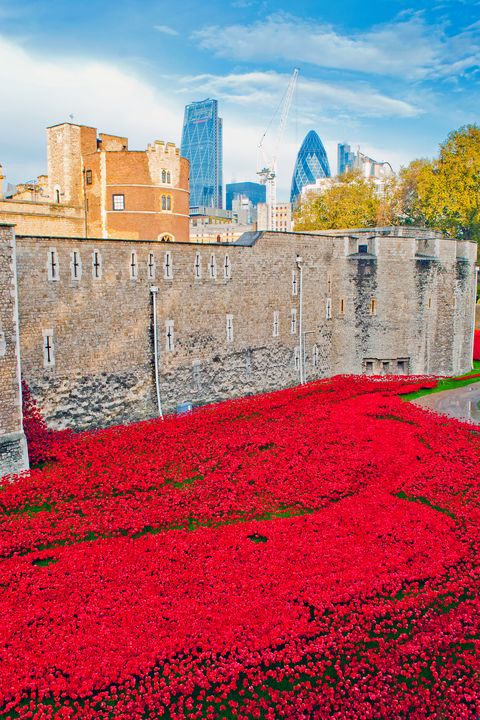 Art of the Day: 'Tower of London Poppy'. Buy at: ArtPal.com/AndyEvansPhoto…