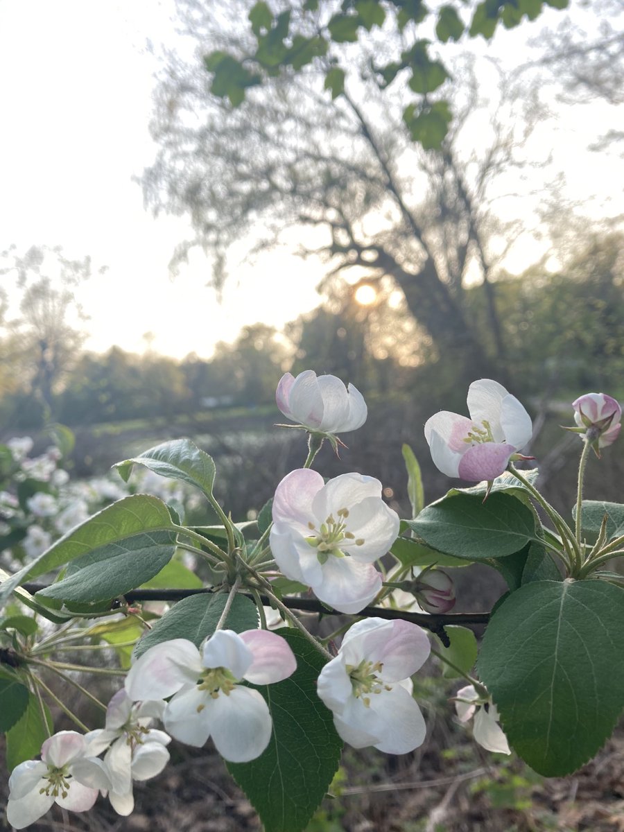 Cheers to the moms! #happymothersday #FlowerReport #appleblossoms #mayflowers